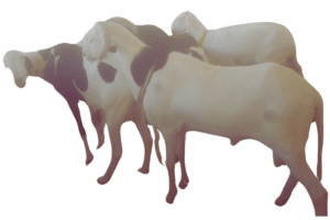 Etoile fils de Soleil — mouton Ladoum