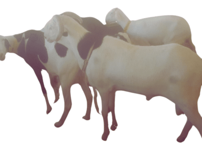 Etoile fils de Soleil