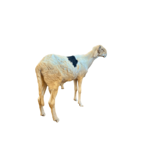 Glenn fils de Milky — mouton Ladoum