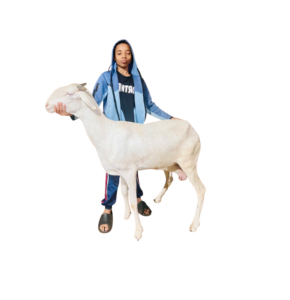 la chevre fille de espoir — mouton Ladoum