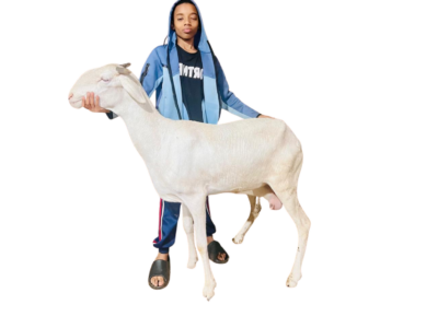 la chevre fille de espoir