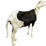 Laghertha fille de Viking