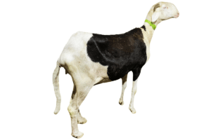 Laghertha fille de Viking — mouton Ladoum