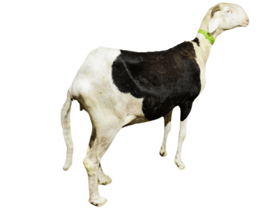 Laghertha fille de Viking