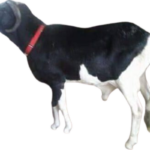 Monstre fils de Algore