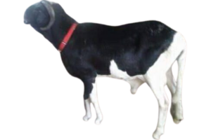 Monstre fils de Algore — mouton Ladoum
