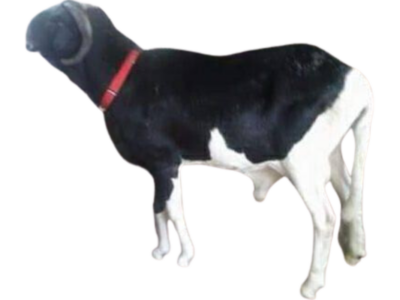 Monstre fils de Algore