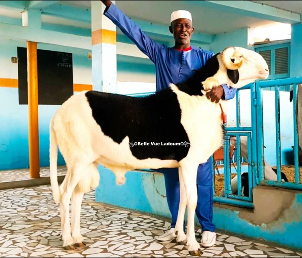 Mouton Ladoum — bergerie Ladoums.com