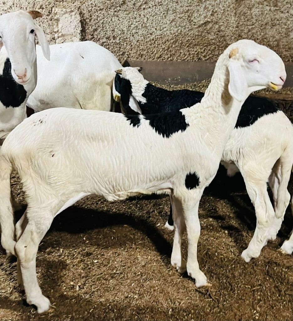 Concours beaute agnelle