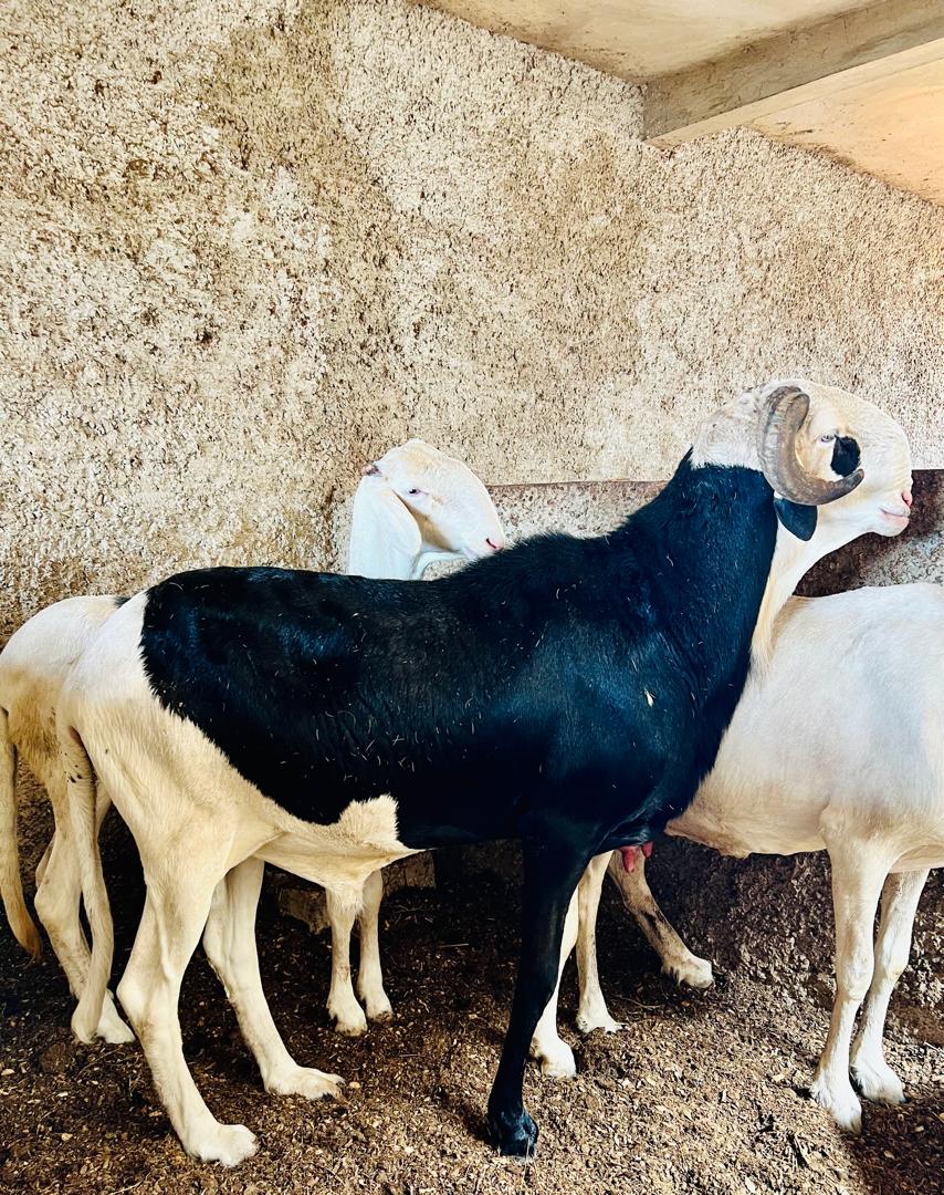 Belier Ladoum portrait