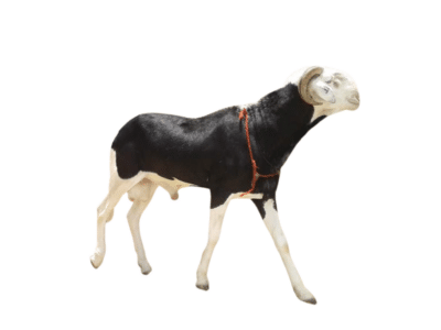 Benisse fils de Saloum