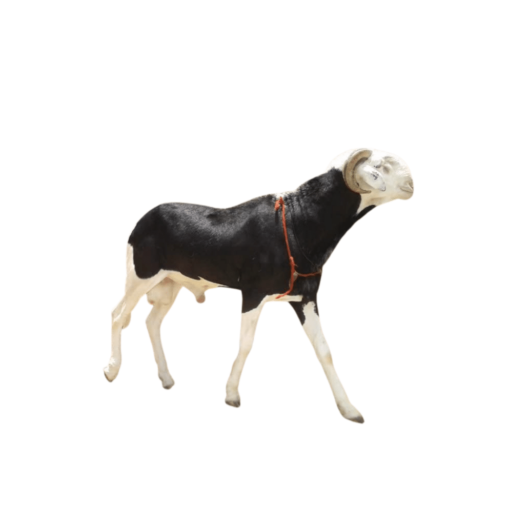 Benisse fils de Saloum