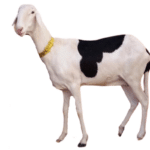 Fille de Bachir et flavia