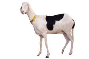 Fille de Bachir et flavia — mouton Ladoum