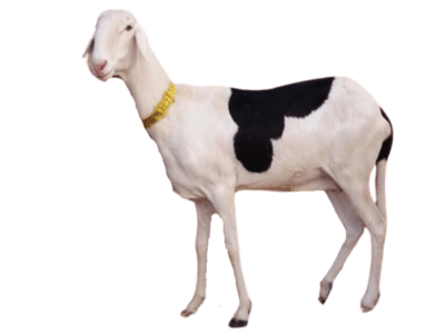 Fille de Bachir et flavia