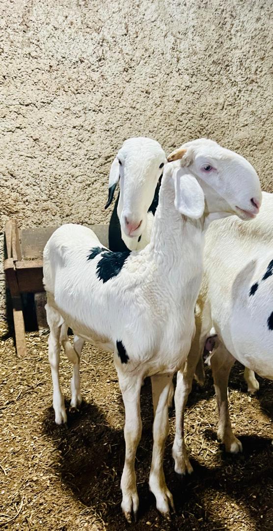 Mouton Ladoum majestueux