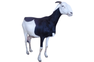 Mere espoir — mouton Ladoum