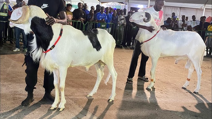 Morphologie du belier Ladoum