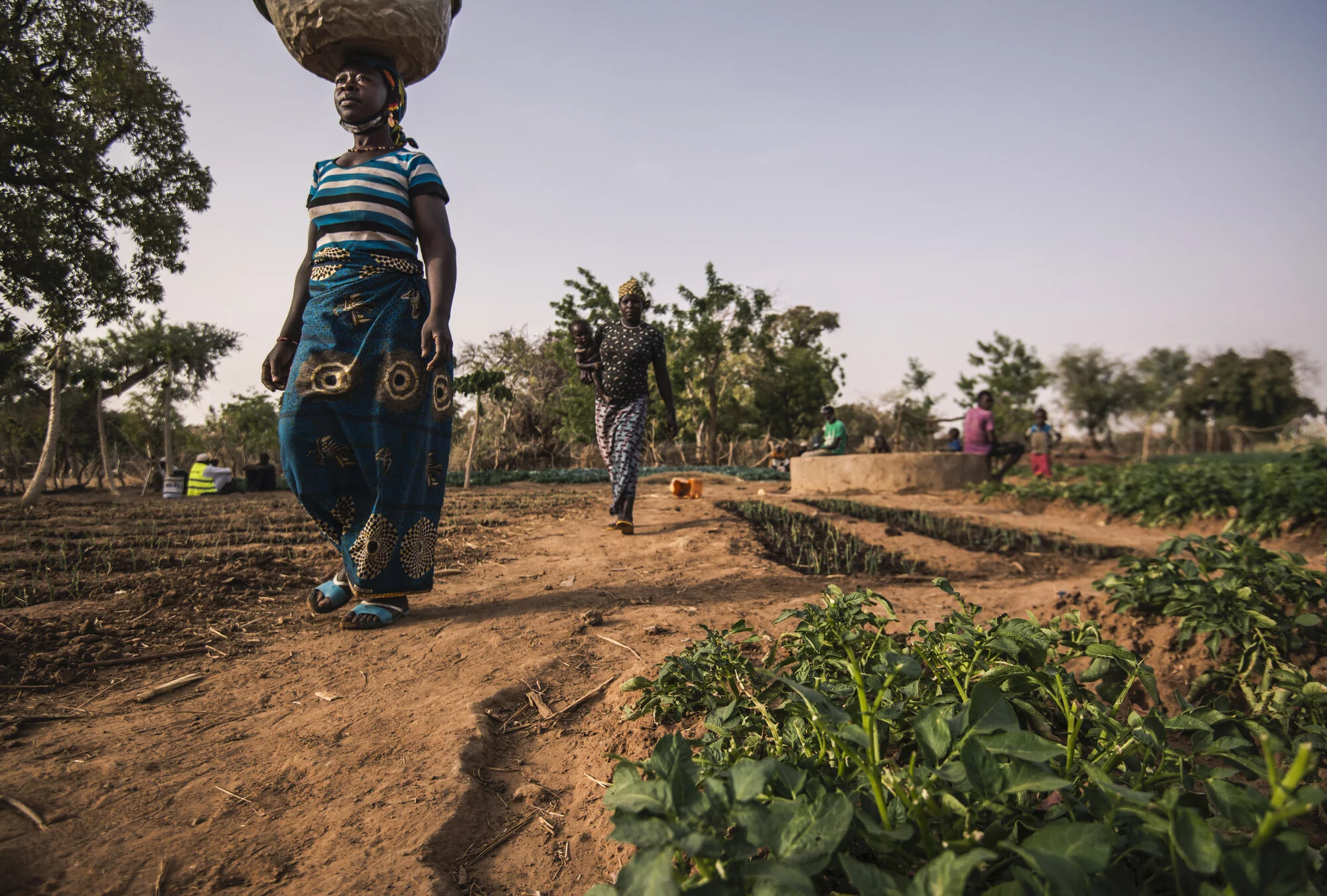 Paysage sahelien origines du Ladoum