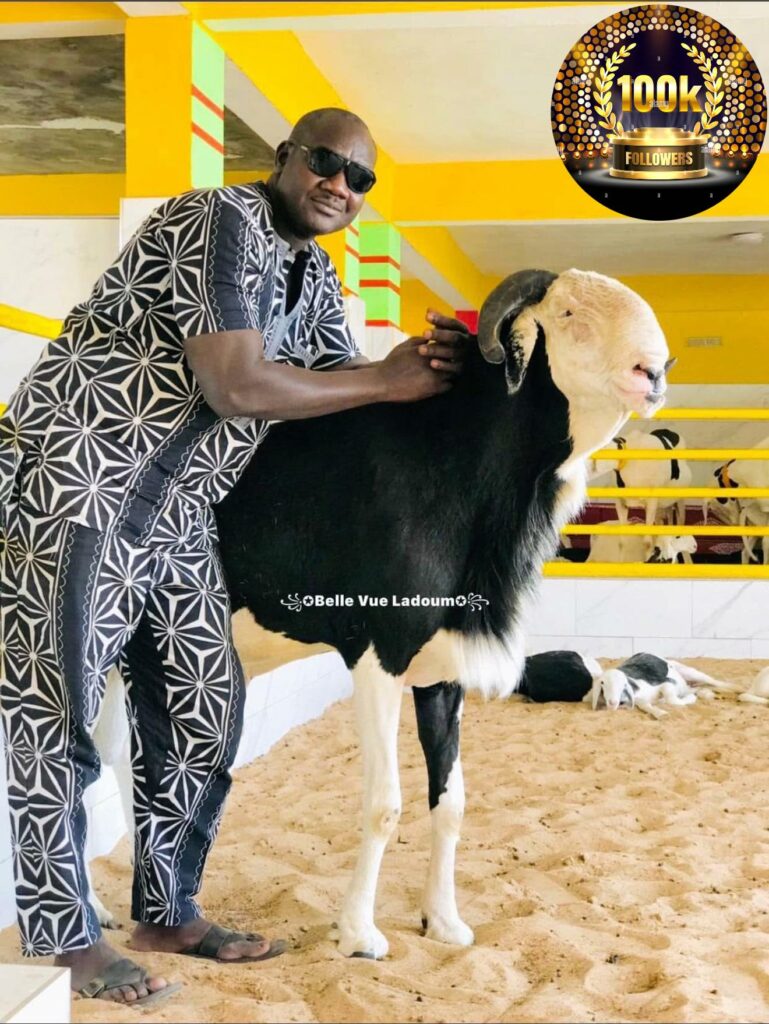 Mouton Ladoum — bergerie Ladoums.com