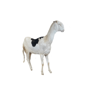 Tory fille de Nguiro — mouton Ladoum