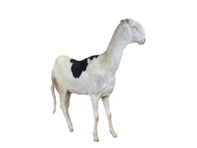 Tory fille de Nguiro