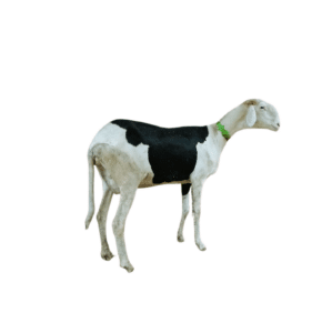 Yachou fille de touareg et tabara — mouton Ladoum
