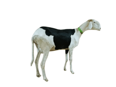 Yachou fille de touareg et tabara