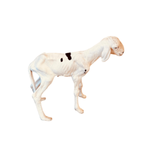 Athena fille de Noblesse — mouton Ladoum