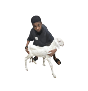 Dina fille de Noblesse — mouton Ladoum