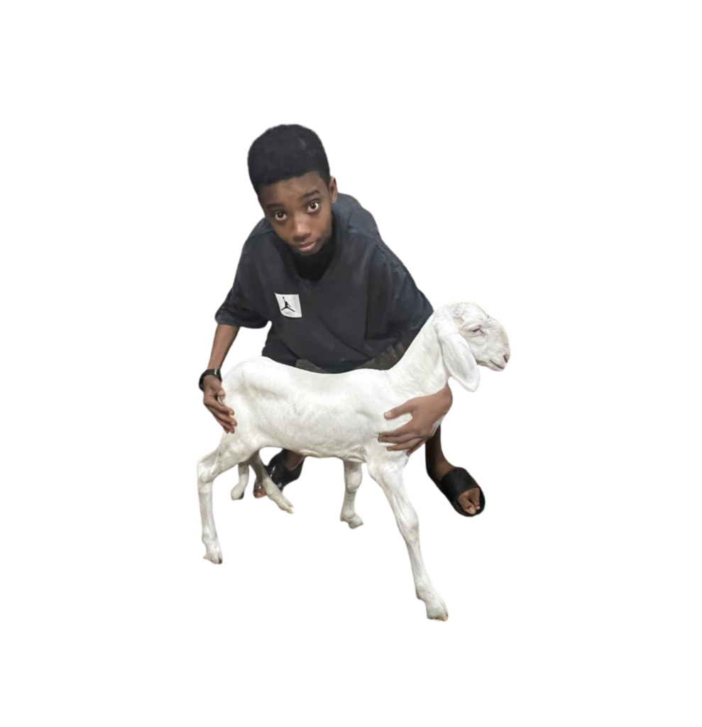 Dina fille de Noblesse — mouton Ladoum
