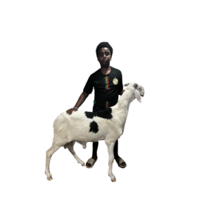 El capitan fils de capitole — mouton Ladoum