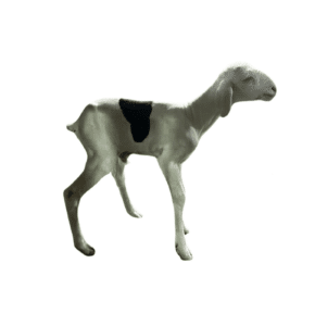 Jamal fils de Noblesse — mouton Ladoum