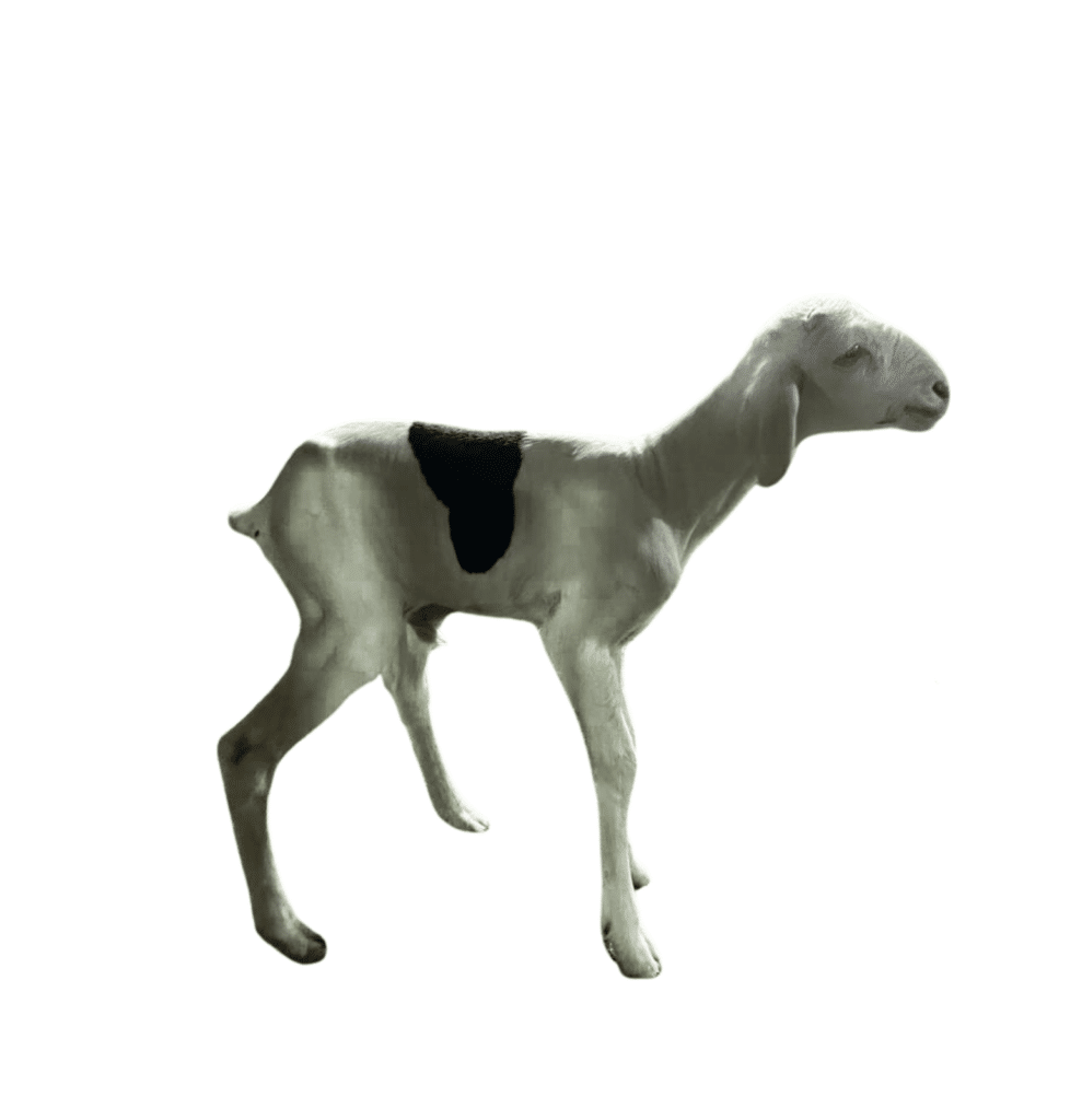 Mouton Ladoum — bergerie Ladoums.com