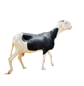 Kenbougoul fille de Saloum — mouton Ladoum