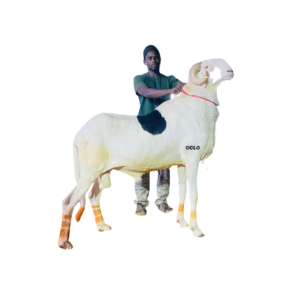 Khelcom Diaga — mouton Ladoum
