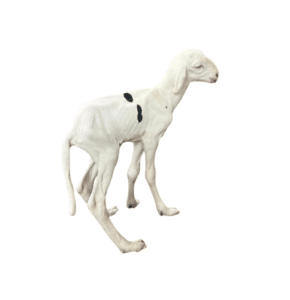 KING fils de noblesse — mouton Ladoum