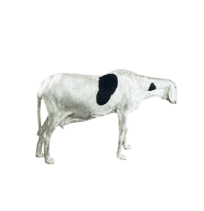 La vache fille de Bison — mouton Ladoum