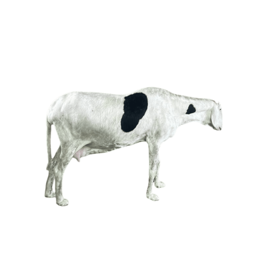 La vache fille de Bison — mouton Ladoum