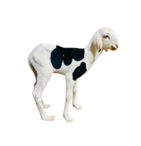 Leila fille de Noblesse — mouton Ladoum