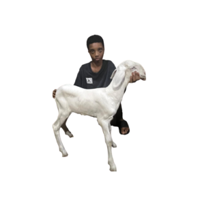 Milk fille de Noblesse — mouton Ladoum