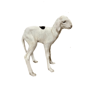 Smash fils de Noblesse — mouton Ladoum