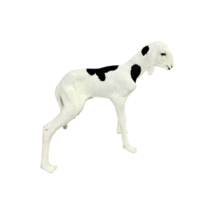 Stella fille de Noblesse — mouton Ladoum