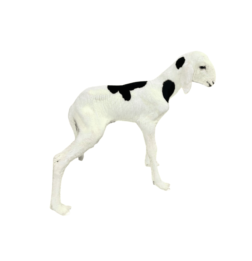 Stella fille de Noblesse — mouton Ladoum