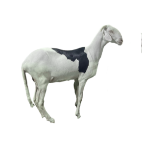Zeina fille de LARGO — mouton Ladoum