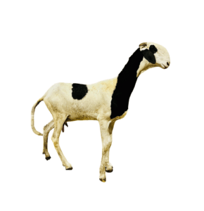 Elyane fille de Noblesse — mouton Ladoum