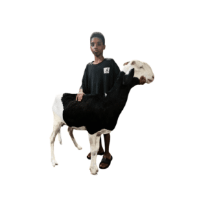 Nella fille de noblesse — mouton Ladoum