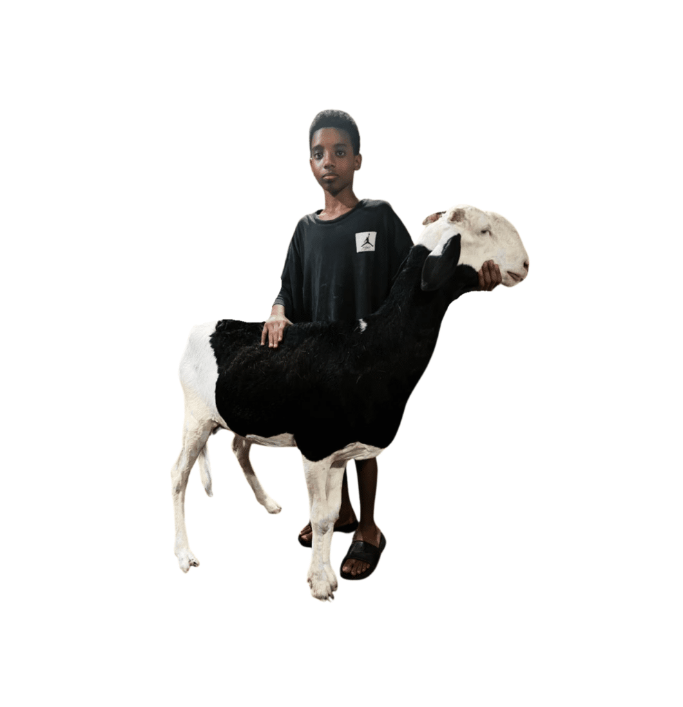 Nella fille de noblesse — mouton Ladoum
