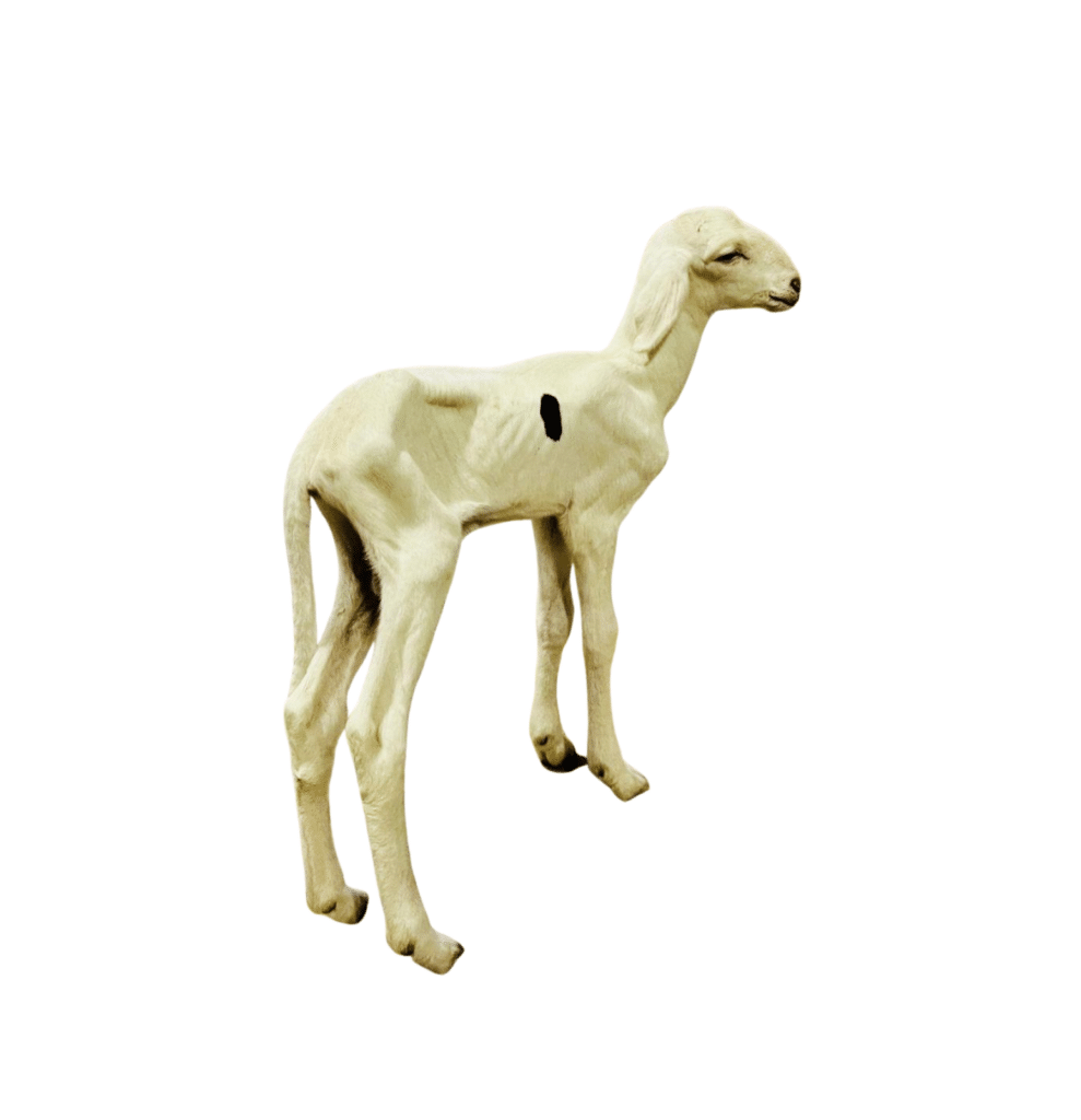 Viking fils de Noblesse — mouton Ladoum